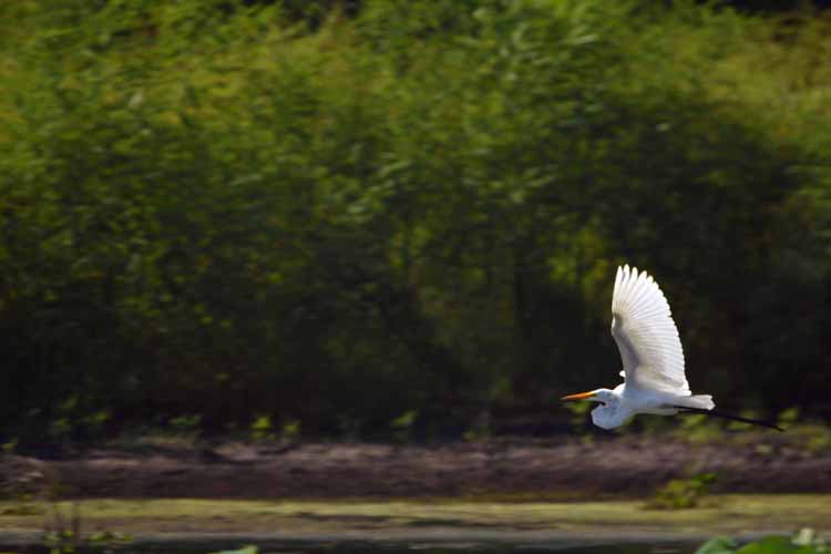 bird flying